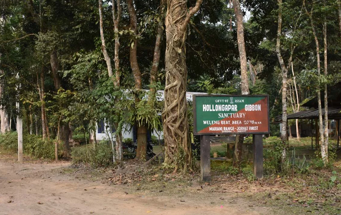 Hoollongapar Gibbon Sanctuary