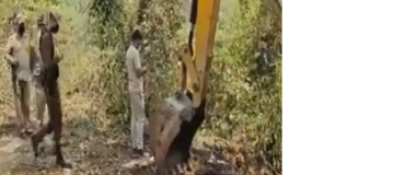 pregnent elephant killed in Topatali