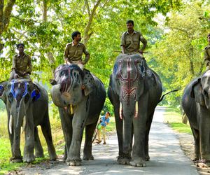 Kaziranga National Park